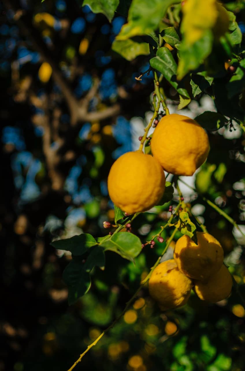 Превью Erdemli 2023